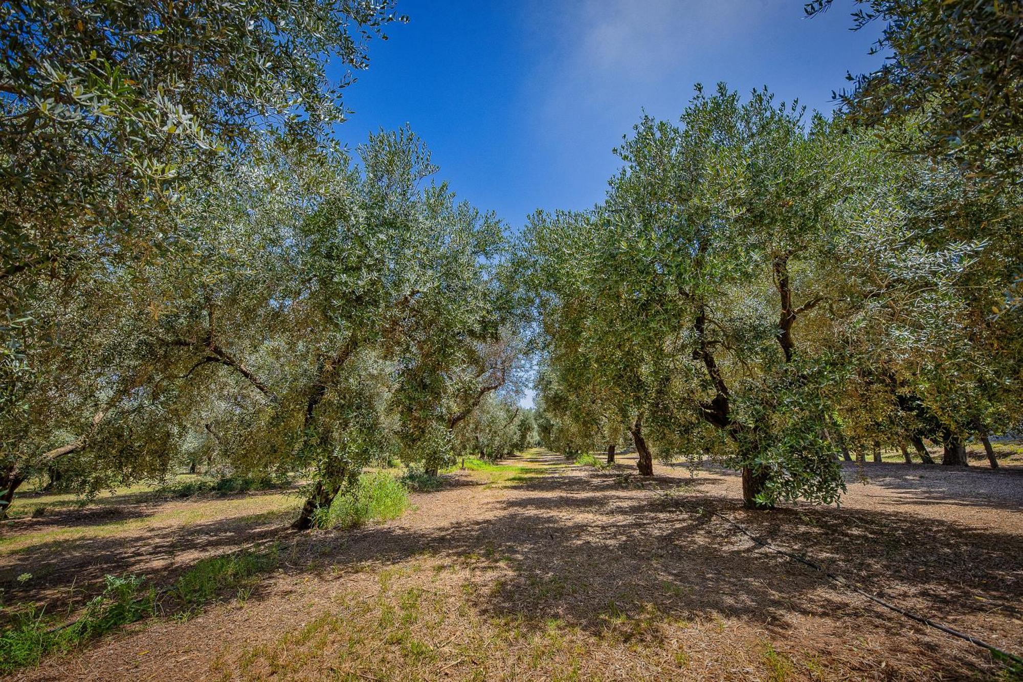 Torre Casciani Villa Ugento Eksteriør bilde